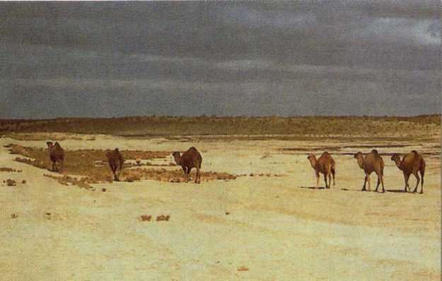  Mandria cammelli nel deserto del Karakum