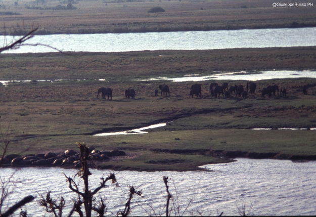 Panorama sul Chobe con elefanti e ippopotami