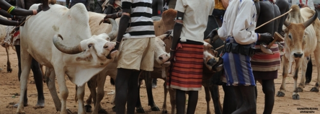 Preperazione della fila dei tori per il BULL JUMPING etnia HAMER