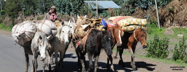 L’area del Bale Mountains National Park è abitata da etnie Oromo, principalmente agricoltori e allevatori di bestiame