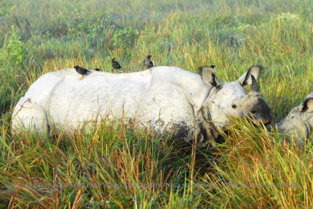 Kaziranga Park - Elephant safari : avvistamento del rinoceronte bianco a un solo corno