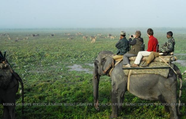 Kaziranga Park - Elephant safari : avvistamento gaur e cervi 