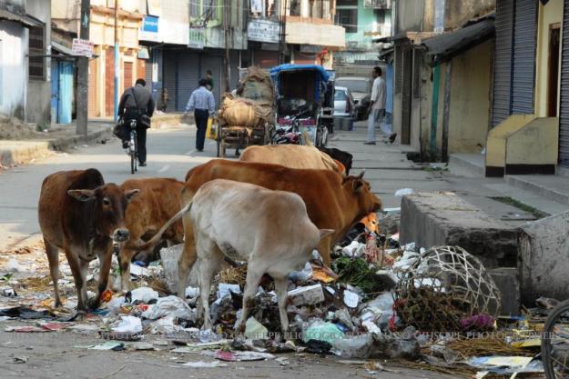 Dibrugarh (Assam superiore) : vacche sacre