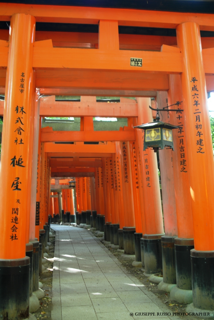 Fushi-mi-Inari Taisha, torii rossi (2).jpg